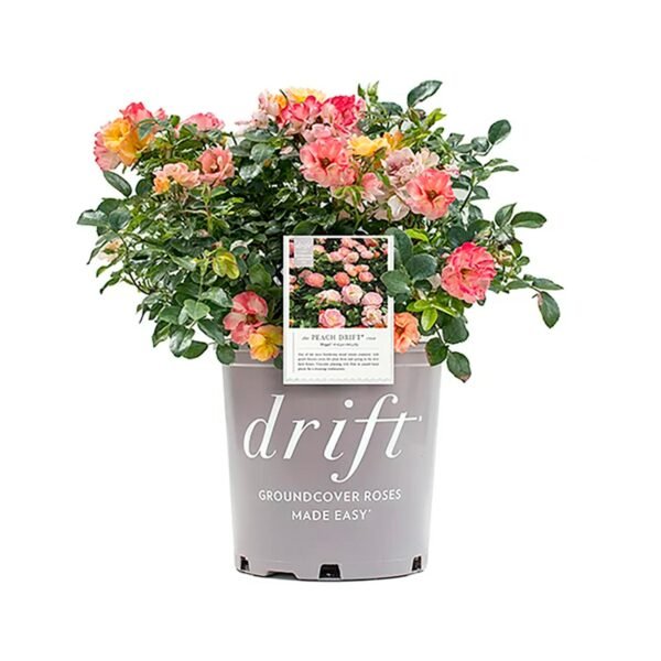 Drift Peach Rose Live Shrub (2 Gallon)